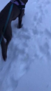 3.7K views · 404 reactions | Morning stroll.....with Bailey | Tracy Butler | Facebook