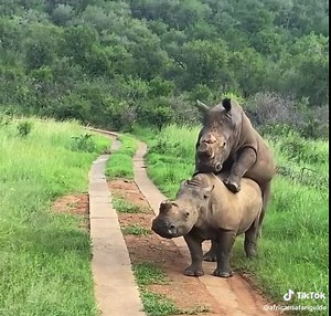 Rhino Mating Behavior Explained