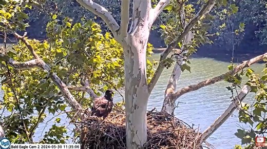 Eaglet Lucky at the USS bald eagles nest defends nest from squirrel vistor! Watch the USS Bald Eagle Nest Live Stream Here: https://pixcams.com/uss-eagles/ #eagle #eagles #eaglenest #eaglecam #livestream | PixCams