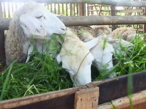 Een groep huisschapen, Ovis aries, eet: stockbeeldmateriaal en -video's (rechtenvrij) 3888984929 | Shutterstock