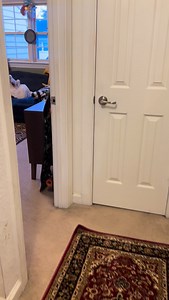 In the event of human using the vacuum, go hide in the boy child’s room. 👀🐙 #gsp #dog #dogsofinstagram | Nissa Robson