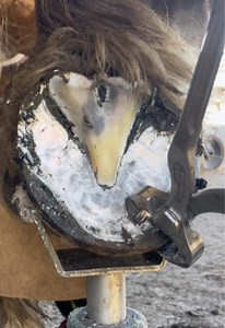 Full uncut Farrier Video: Complete Hoof Care Session