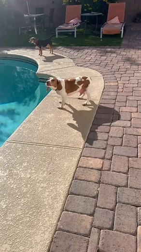 Southern Nevada Beagle Rescue Foundation on Reels