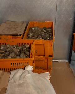 2.6K views · 18 reactions | Fresh green crabs & Clam in the shell now...