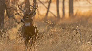 DNR special deer hunt to battle CWD is this weekend