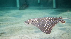 Spotted eagle ray pup born at aquarium in Virginia Beach