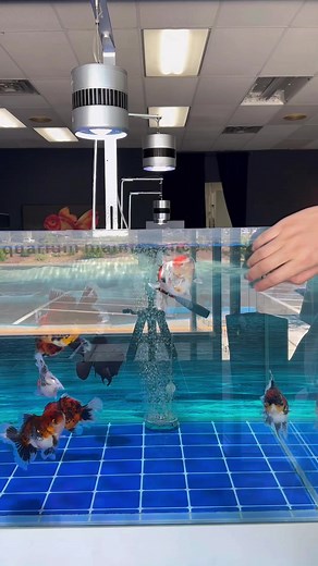 Special holiday feast 😂#jyaquarium #aquariumtank | J&Y Aquarium