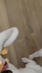 18K views · 461 reactions | Daisy the lurchers pups are right fiesty...