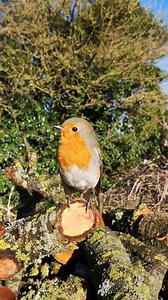 38K views · 4.1K reactions | A beautiful Robin red breast. Not just any Robin, the one and only #riotherobin standing proudly on her log pile 李 | The Robin Whisperer | Facebook