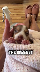 9.5K views · 127 reactions | Waking up with a mischievous gleam in my eyes, I start plotting how I can be the biggest pain in the butt today. From playful antics to adorable demands, this puppy has a mission to spread chaos and cuteness in equal measure.  | Dear Danes | Facebook