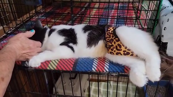 A first! Peepers let a volunteer pet him when I wasn't holding him. Woohoo! #w3bPeepers [smartphone] Wee3beasties: Saving the Strays | Wee3beasties: Saving the Strays