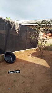 The global snail market is projected to reach billions of dollars, with Nigeria strategically positioned to capitalize on this demand. Snail meat and slime are highly sought after for their nutritional and cosmetic value. Local and international companies are already tapping into this lucrative market. Join the revolution now! #snailfarming #oluzfarms | Oluz farms & Agro consults