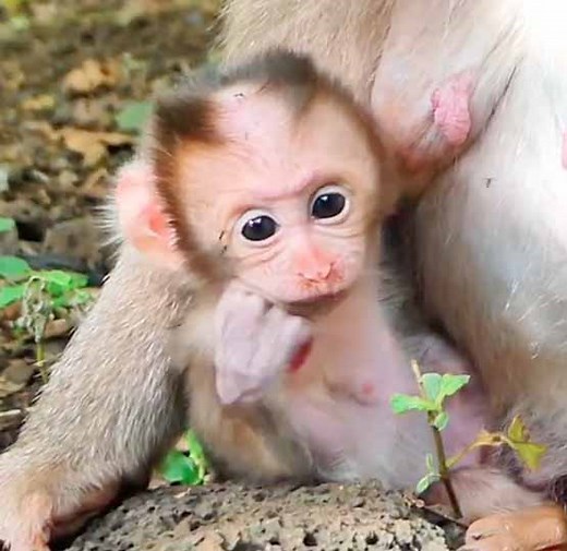 5K views · 107 reactions | super gorgeous reaction tiny baby pigtail monkey got hug and feeding plenty milk by mom so caring | Monkey Daily TV | Facebook