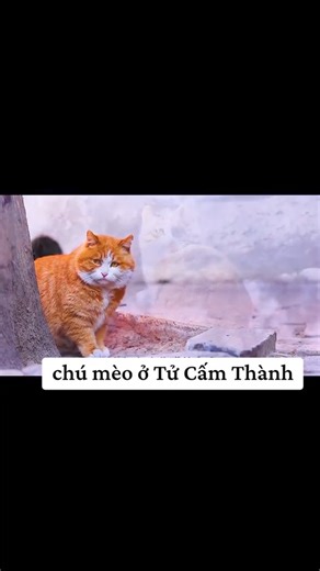 772K views · 10K reactions | Cũng màu cam nhưng là công nhân viên chức nhà nước  | Review Chất | Facebook