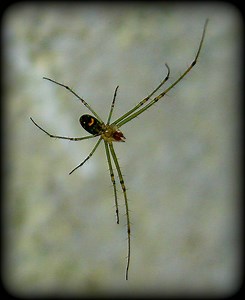 "Smiley Face Spider"
