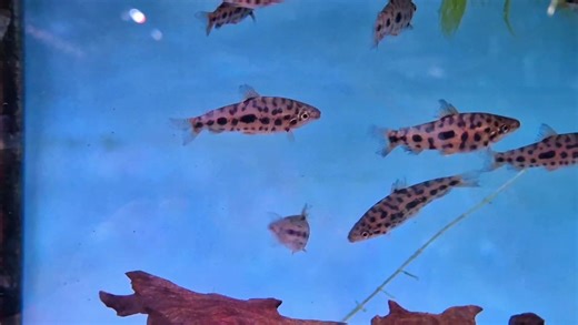 Strawberry leporinnus 😍😍 | Pier Aquatics