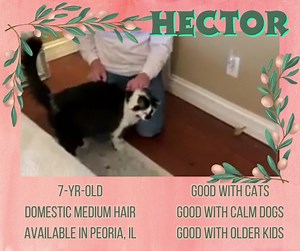 🎉 ADOPTED 🎉 💐HECTOR (HECKY)💐 7-year-old Domestic Medium Hair * He has a soft, shiny, easy-care-for medium-length black and white coat. * Look deep into those beautiful emerald-green eyes * He is a big boy with a great appetite and impeccable litter box manners. * He has a tipped ear, meaning he was alone on the streets at some point in time, but Hecky came to us from a loving home. He lost his person and now needs a new home to love him just as much as his prior owner. 🏠Fostered in Peoria, 