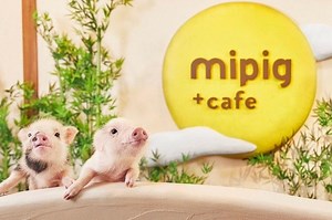 Quán cà phê 'ôm lợn chữa lành' gây sốt, khách chi 350.000 đồng xếp hàng chờ chỗ