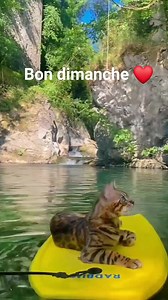 22K views · 619 reactions | Lolcat on Reels | Facebook