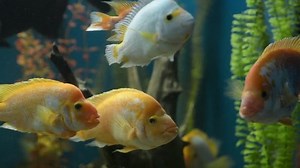 Flock Aquarium Fish Stock Footage Video (100% Royalty-free) 26311079 | Shutterstock