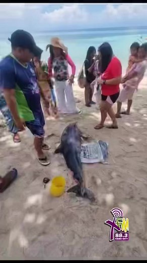 1.9K views · 14 reactions | NA PAD-PAD SA BAYBAYON Napad-pad sa bay-bayon sa Barangay Lambog sa Lungsod sa Badian kining usa ka Grey Spinner Dolphin nga patay na mga pasado alas 5:00 sa hapon sa adlaw nga sabado,Hunyo 24,2023. Subay sa imbestigasyon sa TSPS ug DENR gipangulohan ni Kristine Luz Tapales BS BIO sa TSPS DENR gitoohang nasangit sa lambat ang maong dolphine hangtod nga namatay kini. via | Benjie Talisic | XFM Cebu | Facebook