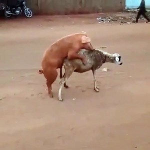 Un porc s'accouple avec une brebis en pleine rue (vidéo)