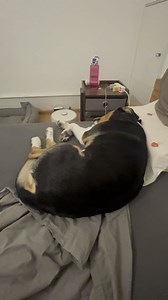 Dog spread legs and giving belly when touched, anyone else’s do this? (Don’t be weird about me touching his belly was checking if he needs to 💩 or not 😂)