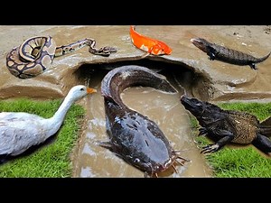 Menemukan ikan lele besar dalam lubang ada ikan hias, ikan koi, belut, gurame, ikan gabus, kura kura