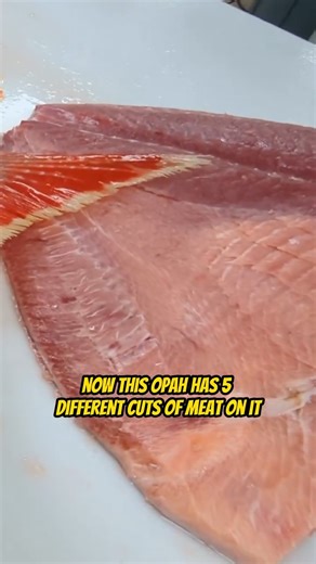 6.3K views · 22 reactions | What caused these big holes in the Opah Fish?  Your Saltwater Guide is Sponsored by Deckhand Sports. | Your Saltwater Guide | Facebook