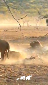 2.3K views · 70 reactions | Moments like this define the magic of...