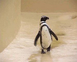 clip-110920-penguins