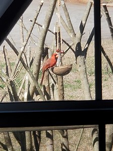 Bird Feeder, Suet - Etsy Canada