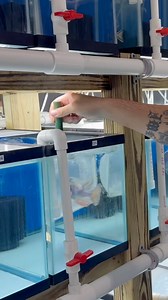 Pretty cool behind the scenes of packing and shipping fish, including bagging up my awesome new OB Malawi Gar! | Cichlid Bros