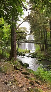 Discover the enchanting Waipoua Forest! ⁠ ⁠ Home to towering ancient trees and breathtaking trails, it's no wonder New Zealand is known for its natural beauty. ⁠  New Zealand Dollar⁠ Waipoua Forest, New Zealand | Travelex | Facebook