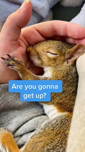 Sweet Squirrel Cuddles: A Sleepytime Surprise