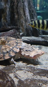 Matamata turtles feed by opening their jaws quick enough to create a vacuum, sucking whole fish into their mouths at once. Look for a matamata and other unusual eaters during your next #cleaquarium visit. #natureiscurious #turtle #aquarium | Greater Cleveland Aquarium