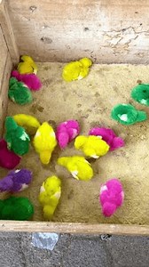 Poussins colorés assis dans une cage : vidéo de stock (100 % libre de droit) 3950269249 | Shutterstock