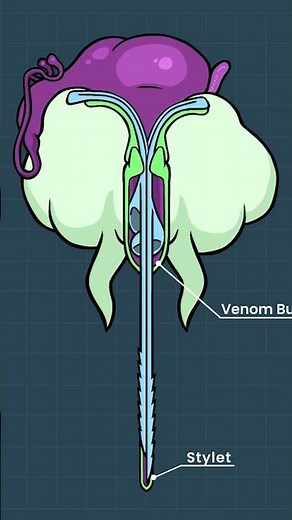 Honey Bee Stinger #Shorts