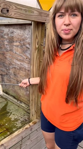 Everglades VIP Tour on Instagram: "Desirae sharing a quick feeding moment with Finnegan, one of our young gators. Small now, but already showing that classic alligator attitude that makes these moments so fun to watch. 🐊 #BabyGator #GatorFeeding #EvergladesWildlife #AlligatorLife #EvergladesHolidayPark #WildlifeEducation #FloridaNature #GatorTime #AnimalMoments #ReptileLove #EvergladesExperience #UpCloseWithWildlife #GatorFans #NatureInFlorida #ehp @whoisdesirae"