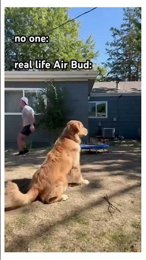 Adorable dog attempts flip off of trampoline #dogsofyoutube #goldenretriever #funnyanimals