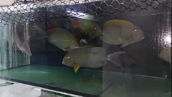 27 reactions | Acanthurus dussumieri 35cm Acanthurus xanthopterus 35cm | Formosa fish Taiwan | Facebook