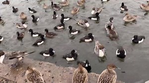 Patos y lluvia🌧 #patos #anatidae #ducks #season #outdoors #Pochard #duckhunter | Duckhuntingg