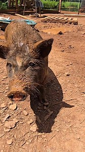 Need an app for pig and duck translation. Maybe they want food? #animallover #app | Yee Chang