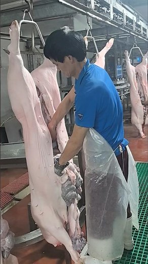 Inside the Slaughterhouse: How Butchers Efficiently Eviscerate Pork 👀