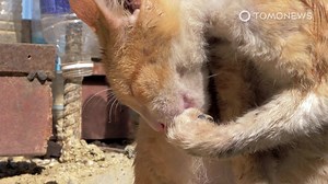 3.3K views · 53 reactions | TomoNews Indonesia on Reels | Facebook