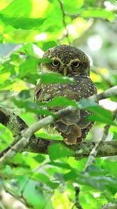 Spotted Owlet | 𝐍𝐚𝐭𝐮𝐫𝐞 𝐏𝐡𝐨𝐭𝐨𝐬 𝐁𝐨𝐨𝐤