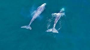 46 reactions · 3 comments | Early yesterday, a pair of adult Gray...