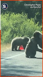 Roadside wrestle-mania! | storyful