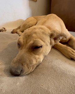 Dog bit by snake | Shirtless Jake's Homestead