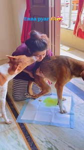 Enna pyar 🫶🐾💝 | Simran STRAY Foundation